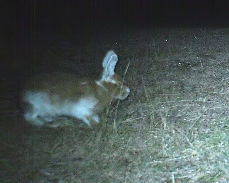 SnowshoeHare_110611_0015hrs.jpg - Snowshoe Hare (Lepus americanus)